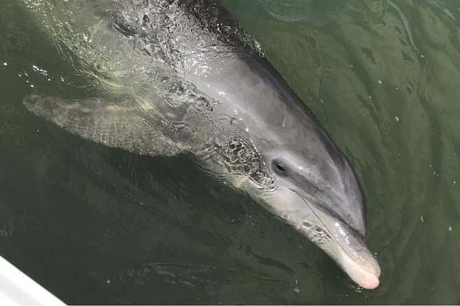 Dolphin Tour Hilton Head Island SC - Meeting and Pickup Information