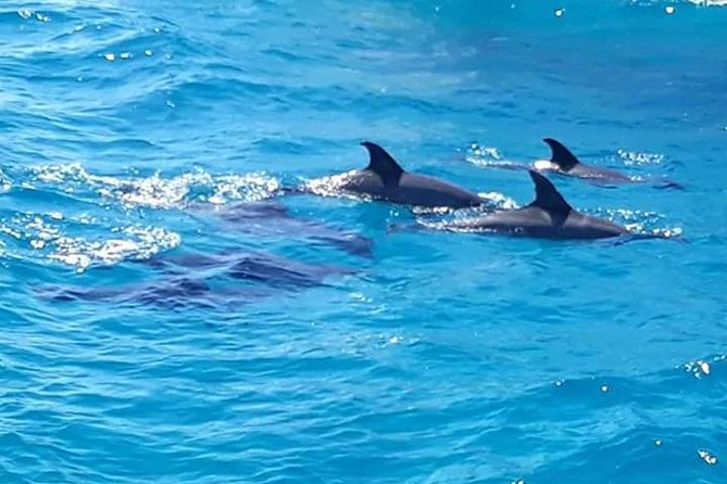Dolphin Tour in Hurghada - Tour Confirmation and Cancellation Policy