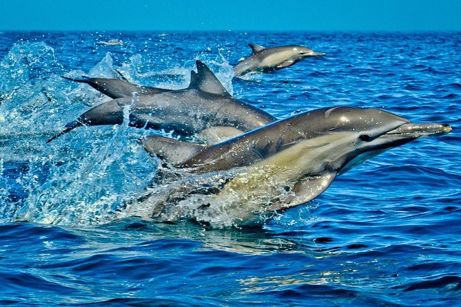 Dolphin Tour; Kuza Cave; Blue Lagoon; Starfish Adventure; The Rock Restaurant - Tour Itinerary