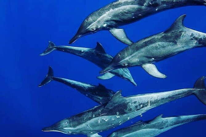 Dolphin Tour; Kuza Cave; Blue Lagoon; Starfish Adventure; The Rock Restaurant - Pickup and Drop-off Information