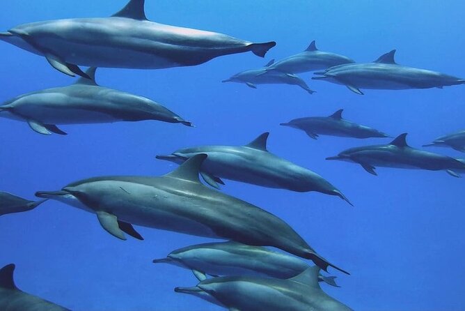 Dolphin Tour; Kuza Cave; Blue Lagoon; Starfish Adventure; The Rock Restaurant - Inclusions