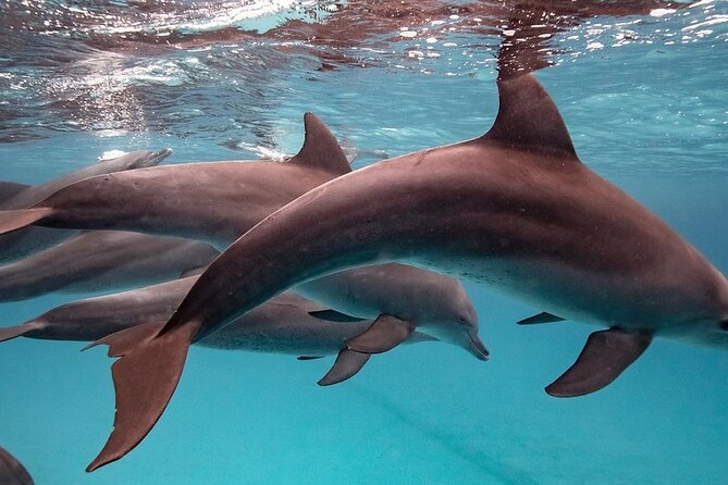 Dolphin Tour; Kuza Cave; Blue Lagoon; Starfish Adventure; The Rock Restaurant - Important Notes