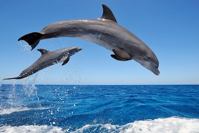 Dolphin Tour - Waterfall - Wanagiri Hill - Temple on the Lake - Free WiFi - Good To Know