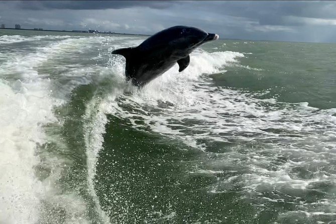 Dolphin Tours - Fort Myers Beach / Naples - Activities and Wildlife Spotting