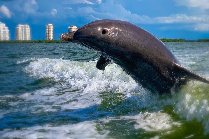 Dolphin Tours - Fort Myers Beach / Naples - Meeting Details and Inclusions