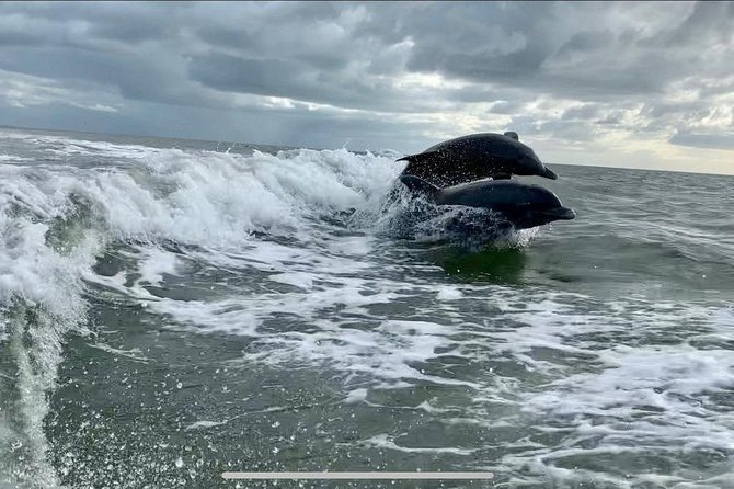Dolphin Tours - Fort Myers Beach / Naples - Dolphin Tours Location
