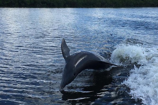 Dolphin Tours - Fort Myers Beach / Naples - Additional Information and Tips