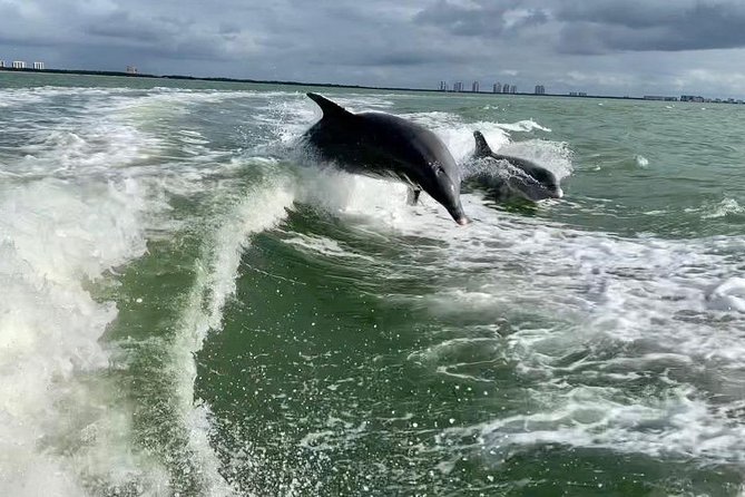 Dolphin Tours - Fort Myers Beach / Naples - Common Questions