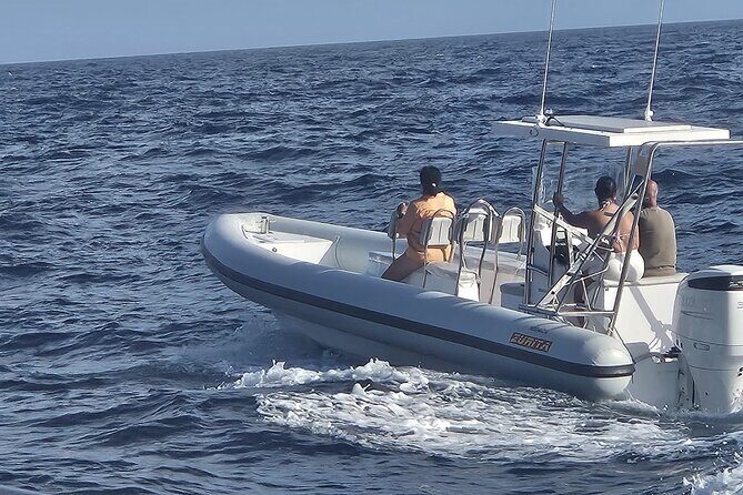 Dolphin Tours in Fuerteventura - The Itinerary in Detail