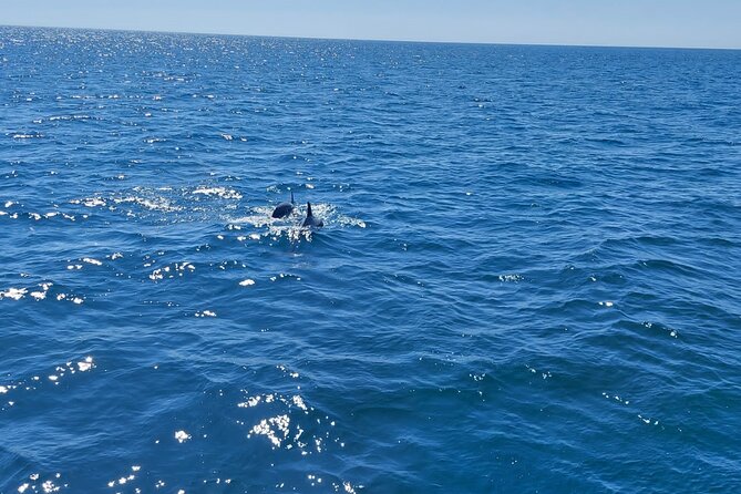 Dolphin Trips on a Catamaran - Trip Overview