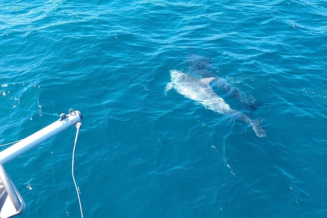 Dolphin Trips on a Catamaran - What to Expect