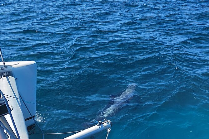 Dolphin Trips on a Catamaran - Common Questions
