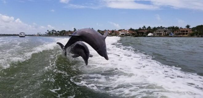 Dolphin Watch/Eco Cruise - Amenities and Provisions