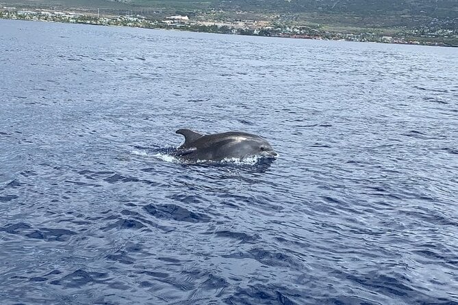 Dolphin Watch & Snorkel Captain Cook Monument Big Island Kailua-Kona Hawaii - Natural Beauty
