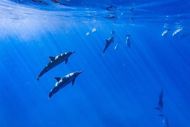 Dolphin Watch & Snorkel Captain Cook Monument Big Island Kailua-Kona Hawaii - Tips for a Memorable Experience