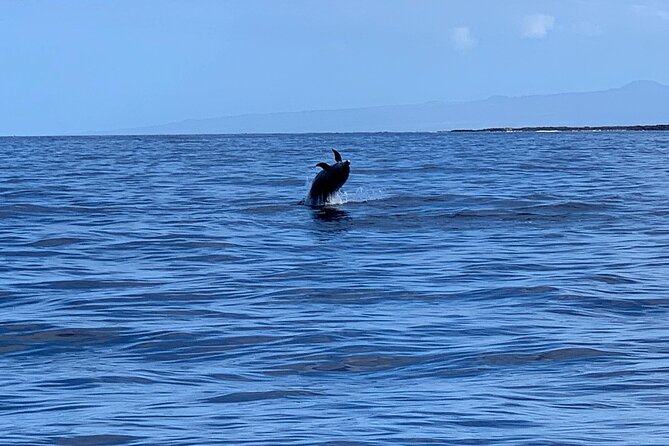Dolphin Watch & Snorkel Captain Cook Monument Big Island Kailua-Kona Hawaii - Common Questions