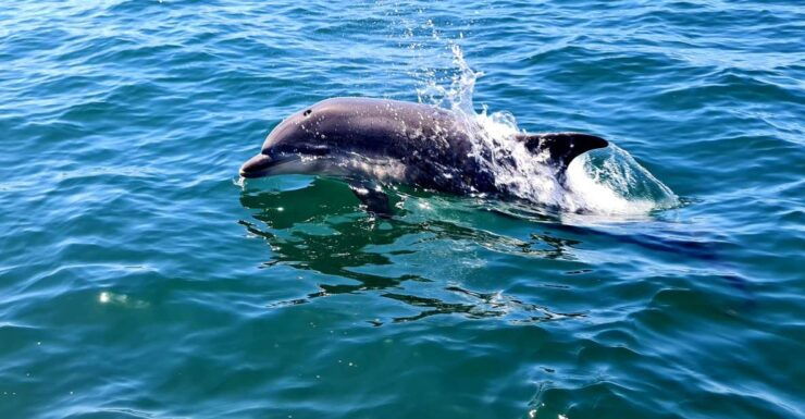 Dolphin Watch - Exciting Dolphin Watching Experience