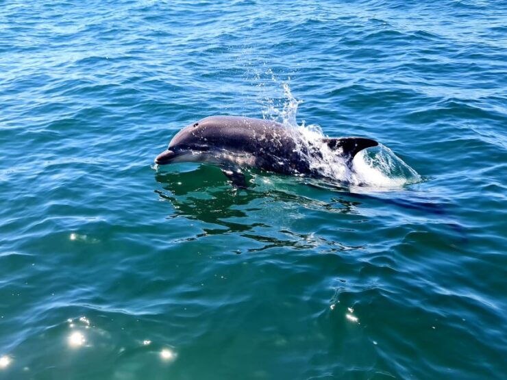 Dolphin Watch - Marine Park Conservation Efforts