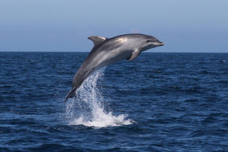 Dolphin Watching - Highlights