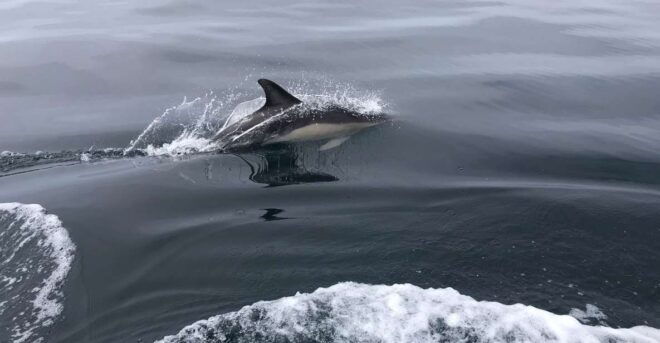 Dolphin Watching - Reservation Information