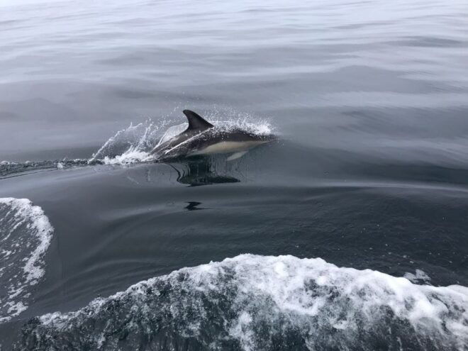 Dolphin Watching - Exclusions
