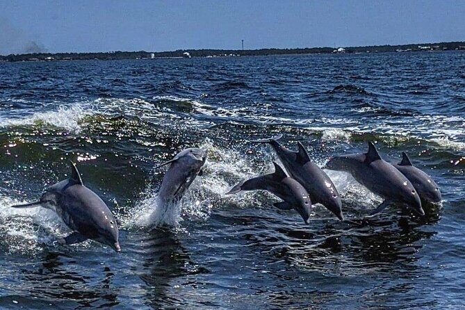 Dolphin Watching aboard the Cold Mil Fleet - Dolphin Watching aboard the Cold Mil Fleet: An Authentic Gulf Coast Experience