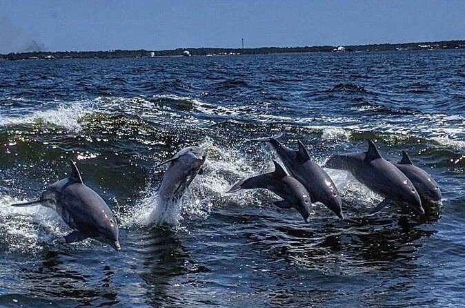 Dolphin Watching aboard the Cold Mil Fleet - In The Sum Up