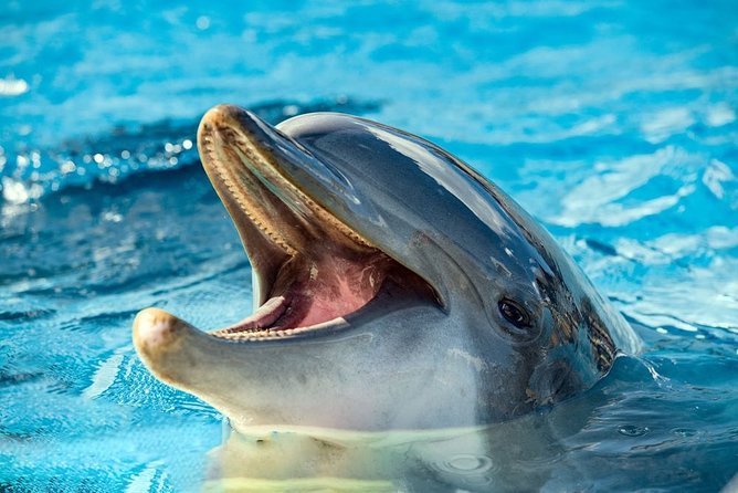 Dolphin Watching Activity With Snorkeling in Hurghada - Included Activities and Marine Life