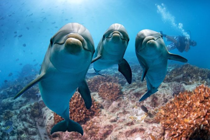 Dolphin Watching Activity With Snorkeling in Hurghada - Booking Details and Directions