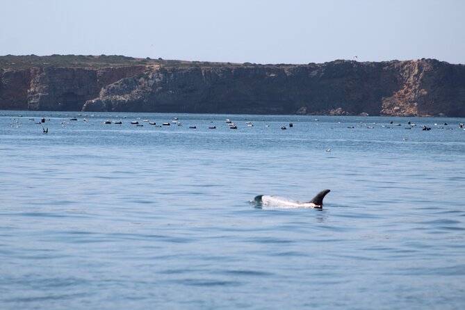 Dolphin Watching Along the Algarve Coast - What to Expect
