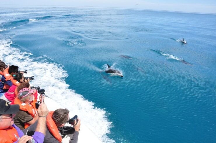 Dolphin Watching and Boat Trip in Puerto Madryn - Good To Know