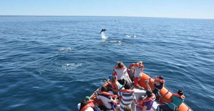 Dolphin Watching and Boat Trip in Puerto Madryn - Experience Highlights