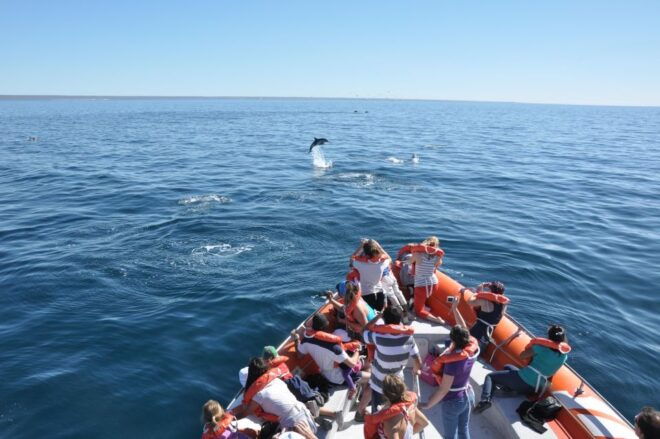 Dolphin Watching and Boat Trip in Puerto Madryn - Tour Description