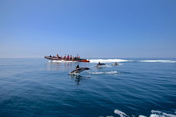 Dolphin Watching and Cave Tour from Vilamoura - An In-Depth Look at the Tour Experience