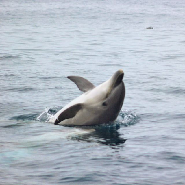 Dolphin Watching and Local Caves Observation - Experience Description
