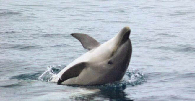 Dolphin Watching and Local Caves Observation - Inclusions and Exclusions