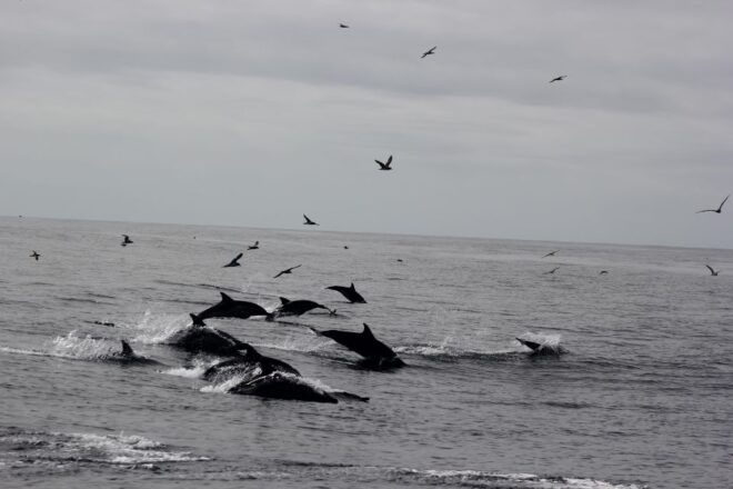 Dolphin Watching and Local Caves Observation - Date Availability