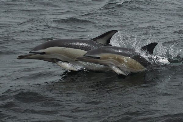 Dolphin Watching and Local Caves Observation - Frequently Asked Questions