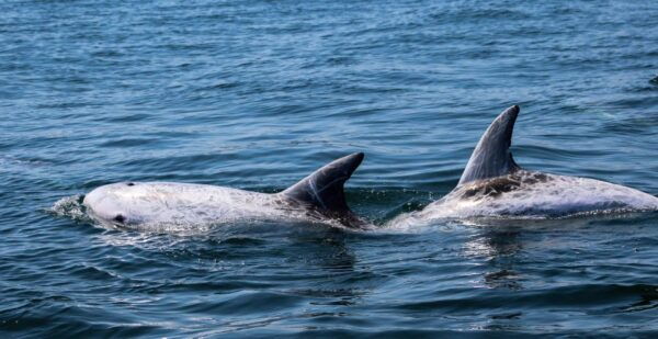 Dolphin Watching and Local Caves Observation - The Sum Up