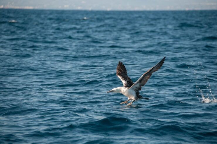 Dolphin Watching and Marine Wild Life in Faro - Faro Marine Wildlife Tour Overview