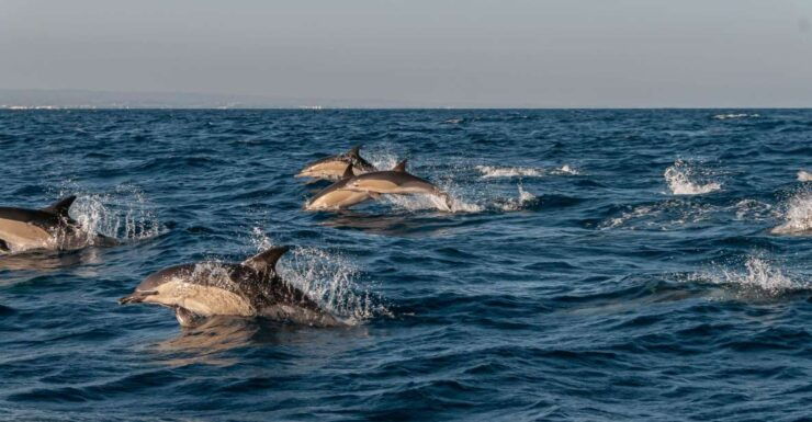 Dolphin Watching and Marine Wild Life in Faro - Itinerary and Main Sites