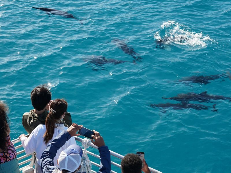 Dolphin Watching and Snorkel with Water Activities in Oahu - From Waianae Harbor to the dolphin search