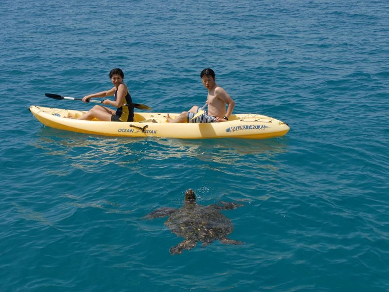 Dolphin Watching and Snorkel with Water Activities in Oahu - Who will enjoy this trip most