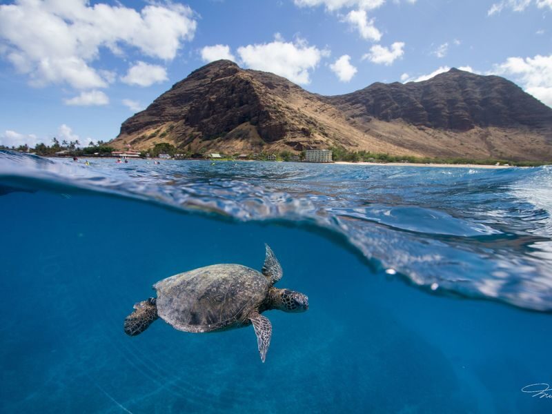 Dolphin Watching and Snorkel with Water Activities in Oahu - Booking details worth checking