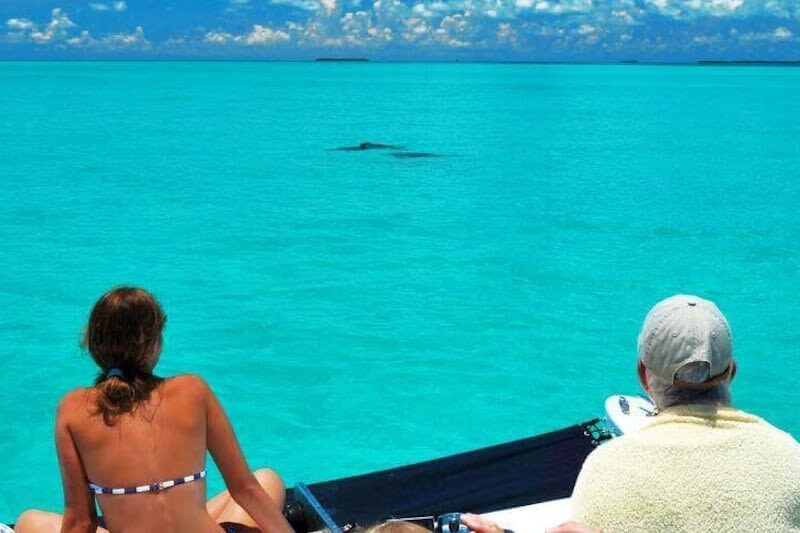Dolphin Watching and Snorkeling Experience in Key West - What the three-hour trip offers