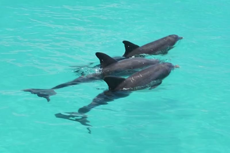 Dolphin Watching and Snorkeling Experience in Key West - Choosing a departure time