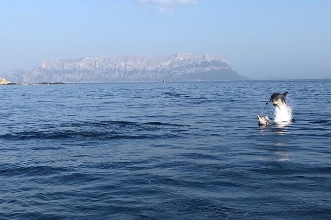 Dolphin Watching and Snorkeling in Figarolo in Sardinia - Meeting and Pickup