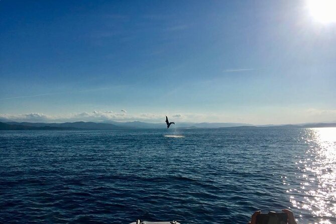 Dolphin Watching and Snorkeling in Figarolo in Sardinia - Duration and Ticket Information