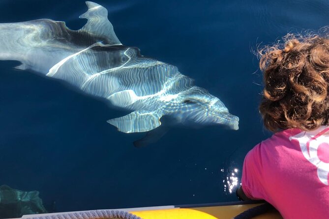 Dolphin Watching and Snorkeling in Figarolo in Sardinia - Language Options