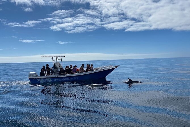 Dolphin Watching and Tour in the Arrábida Natural Park - Additional Information